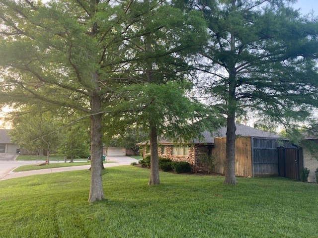 Bald Cypress Trees.jpg