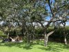 4_oak trees_firepit_looking to back left trees.jpg